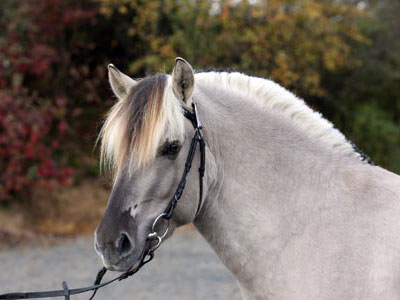 Zuchthengst Fjordhof Neuss